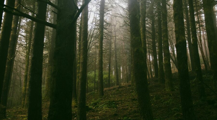 Tourism and Invasive Species Threaten Madeira’s Forest
