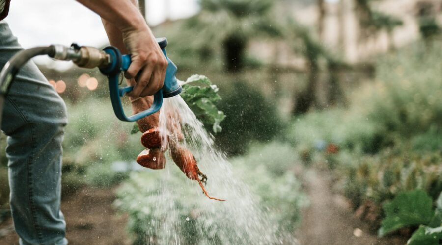 Shigella in Cape Verde Hotels Linked to Irrigation Water