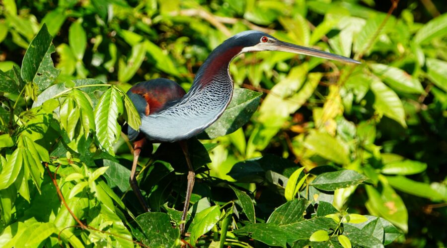 Saving the Santiago Heron: Protecting Cape Verde’s Biodiversity