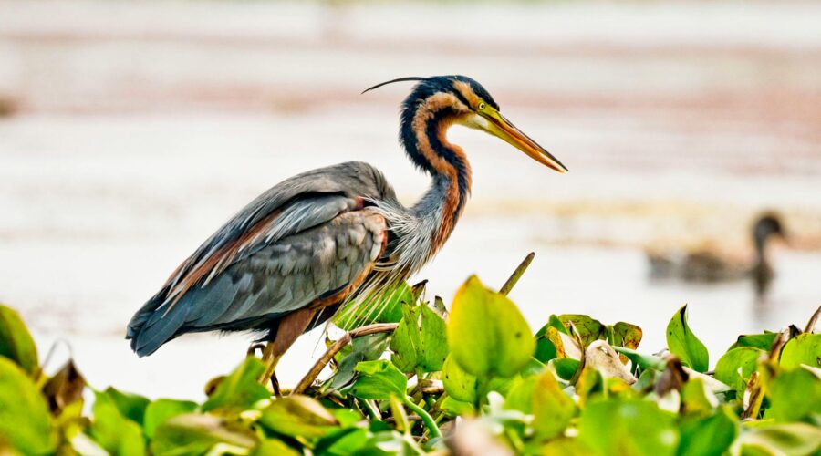 Saving the Santiago Heron: The Fight for Cape Verde’s Rare Bird