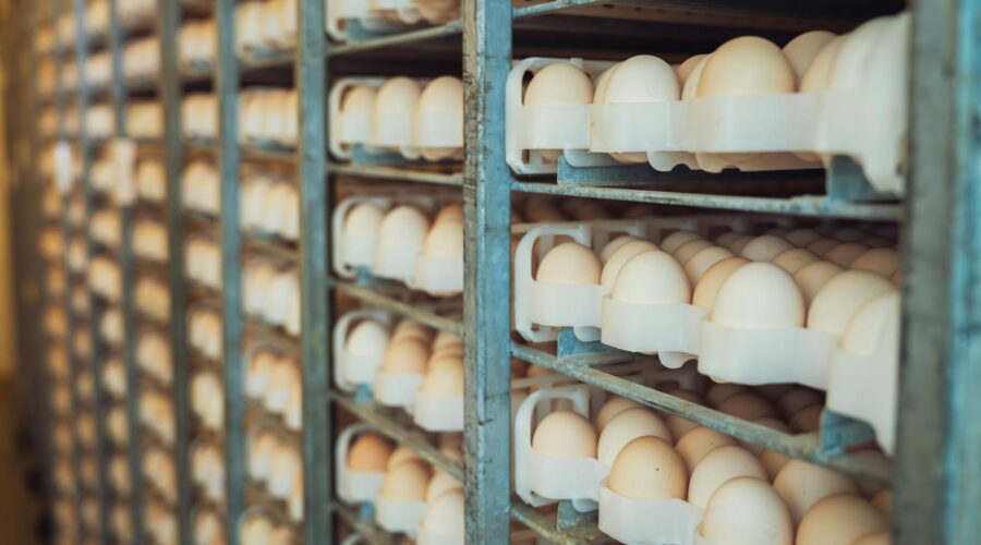 Cape Verde Poultry Giant Halts Production Amid Portugal Floods