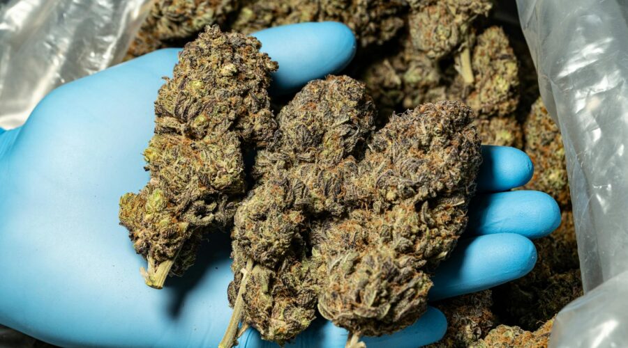 Cape Verde Police Seize 413kg Cannabis in Santiago Raid