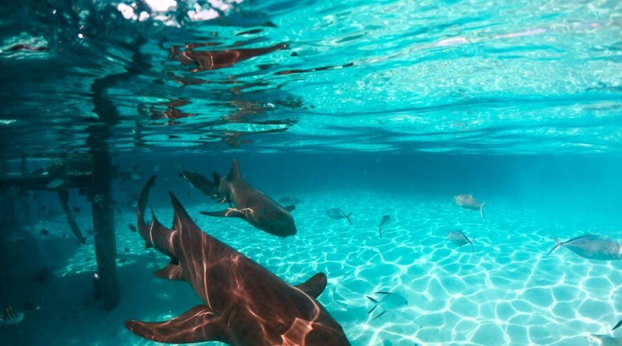 Shark Bay Sal: Wading with Lemon Sharks in Cape Verde