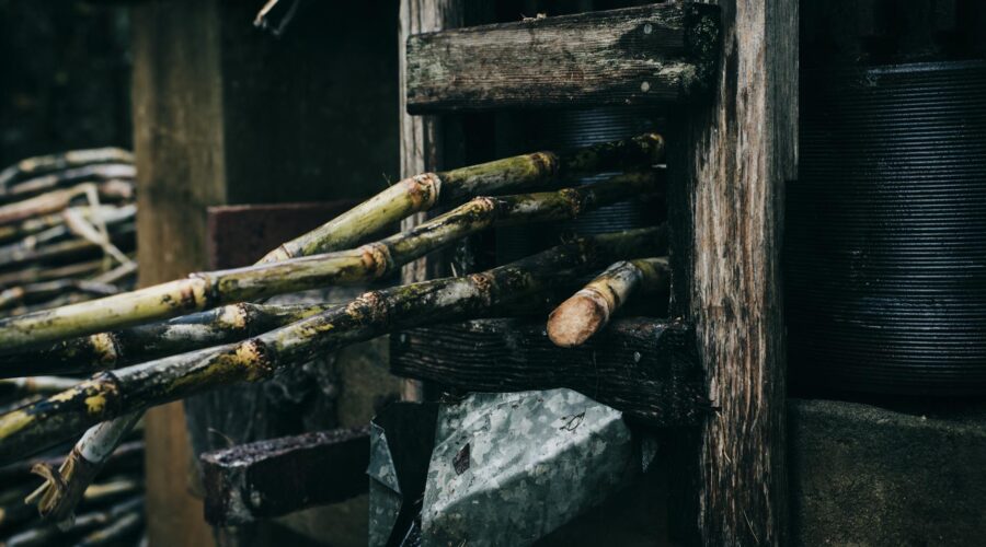 Meninos de Engenho: Oral History of Cape Verde Sugar Harvests