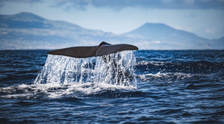Azores Island Revealed as Rare Global Whale Fossil Site