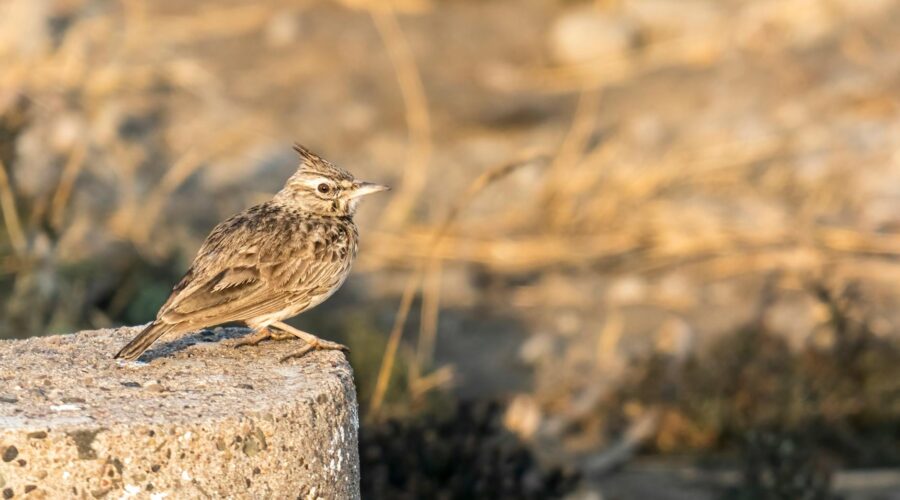 The Raso Lark: Saving a Rare Endemic Bird in Cabo Verde