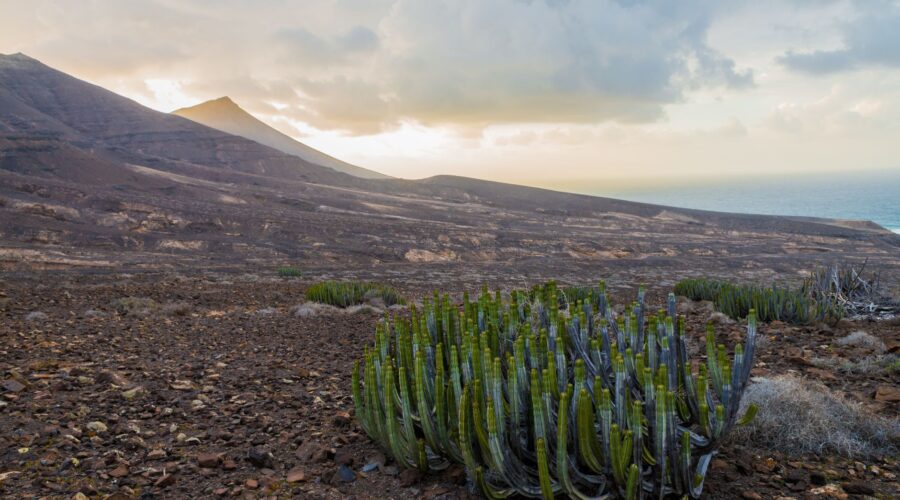 Cape Verde Police Dismantle Trafficking Ring on Boa Vista