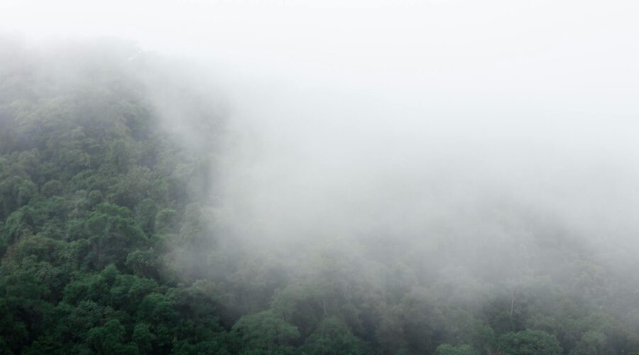 Exploring Ilha da Selva: The Lost Forest History of Brava