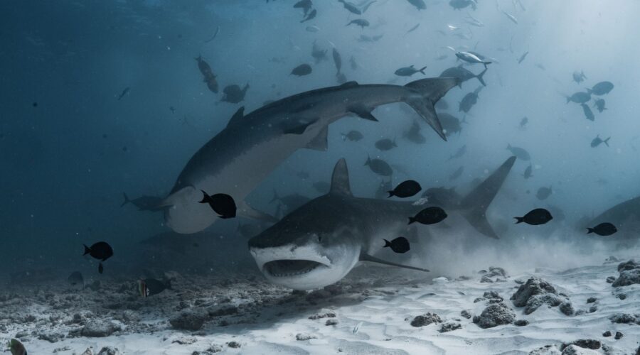 Cape Verde’s ‘Blue Sharks’ Launch Marine Conservation Mission