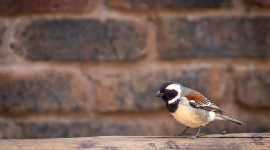 The Iago Sparrow: Ecology of Cape Verde’s Endemic Bird