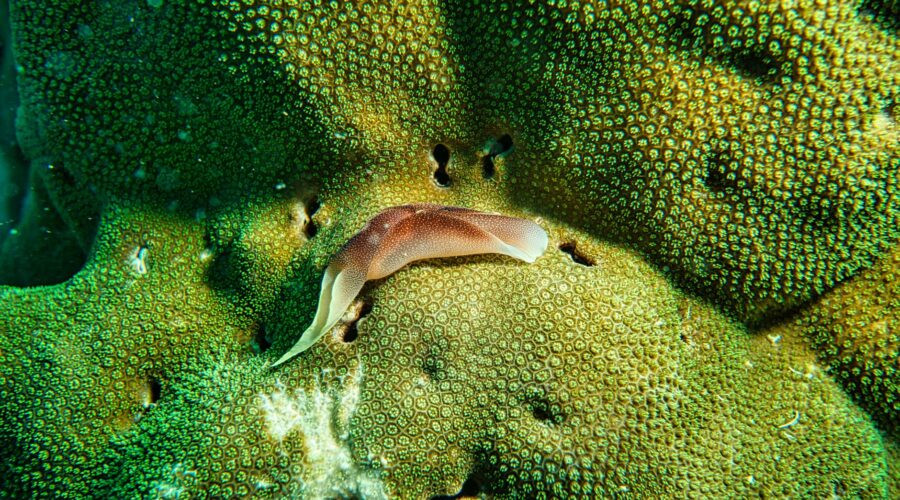 World Cup Hero Vozinha Honored with New Marine Species Name