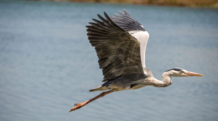 Bourne’s Heron: The Rare Endemic Bird of Santiago Island