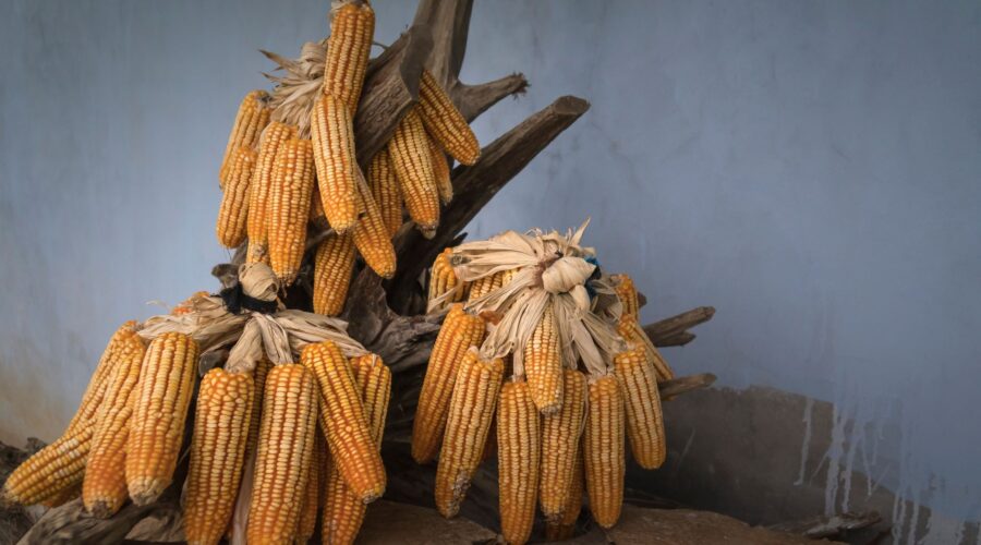Catchupa d’Agosto: Sacred Maize Rituals of Cape Verde
