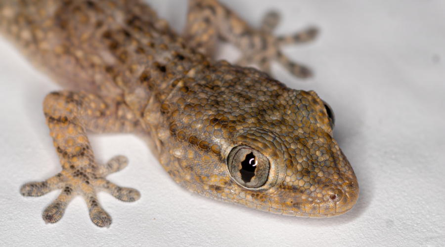 The Cape Verde Giant Gecko: Conservation of a Rare Endemic