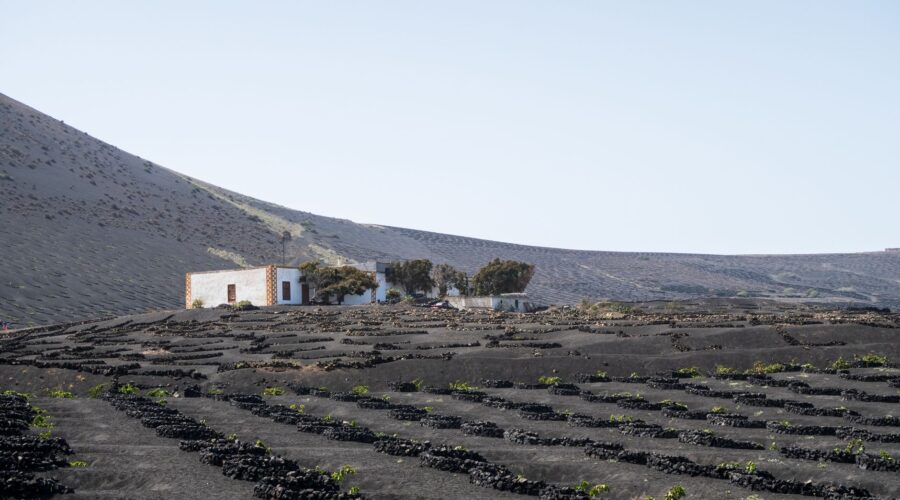 Traditional Cape Verdean Drinks: A Guide to Grogue, Wine & Soul