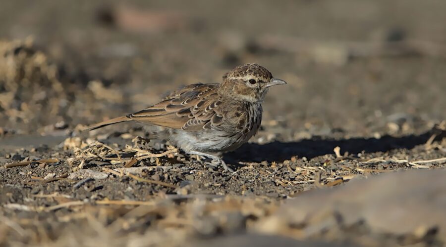 The Raso Lark: Cabo Verde’s Rarest Endemic Bird