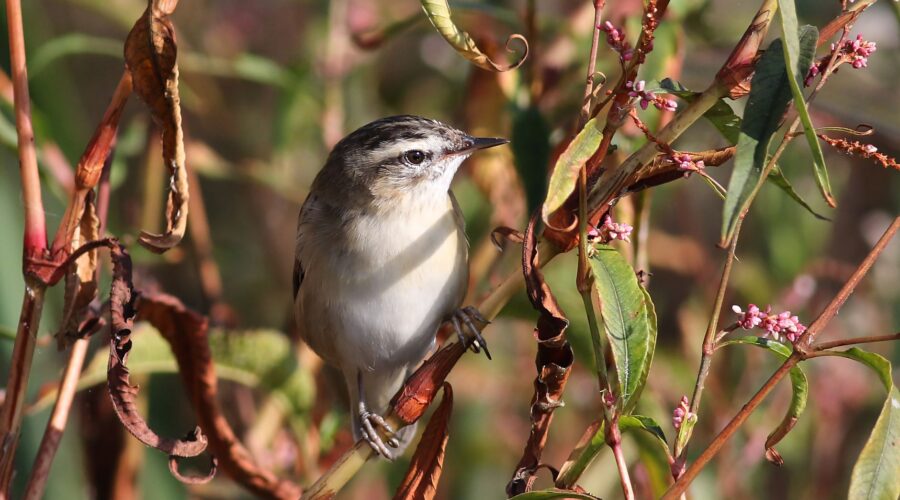 Cape Verde Warbler: Ecology of an Endemic Songbird
