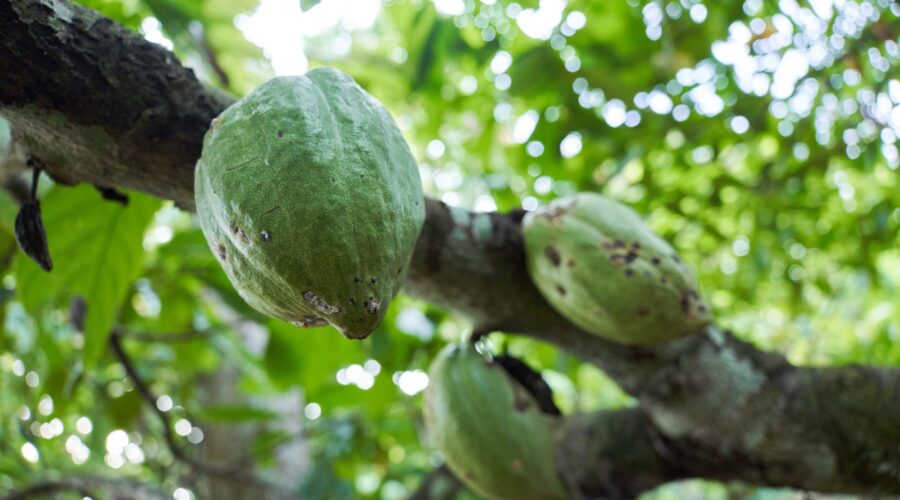 Sao Tome Seeks UNESCO Status for Historic Colonial Plantations