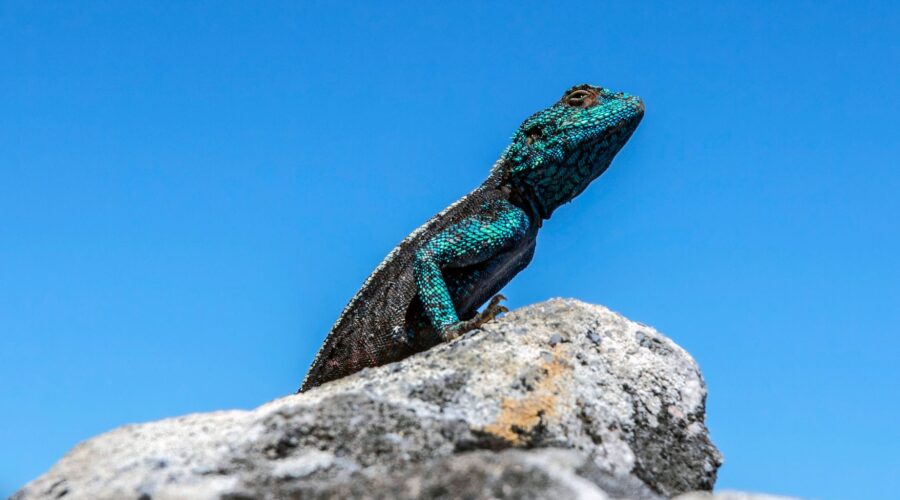 The Cape Verde Giant Gecko: History & Conservation Status