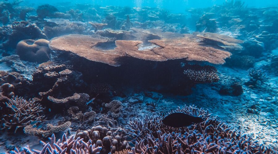 Cape Verde’s Digital Reef: AI & Drones Mapping Blue Carbon