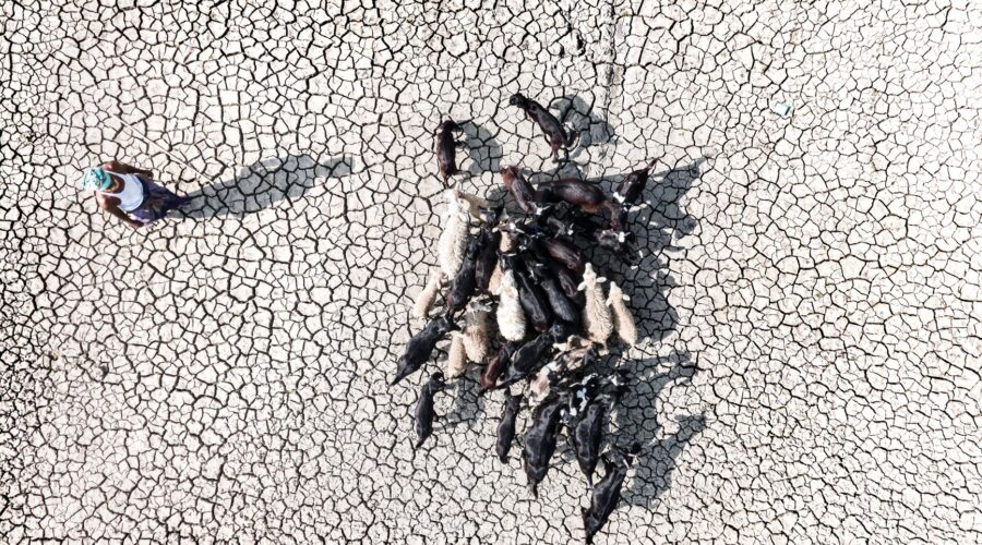 Cape Verde Weighs Emergency Aid as Drought Withers Crops