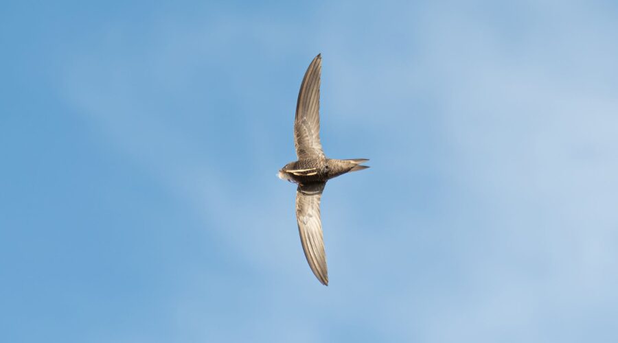 Alexander’s Swift: Cape Verde’s Endemic Aerial Acrobat