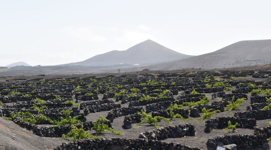 Ouro Negro: The Rise of Cape Verde’s Volcanic Wine Export