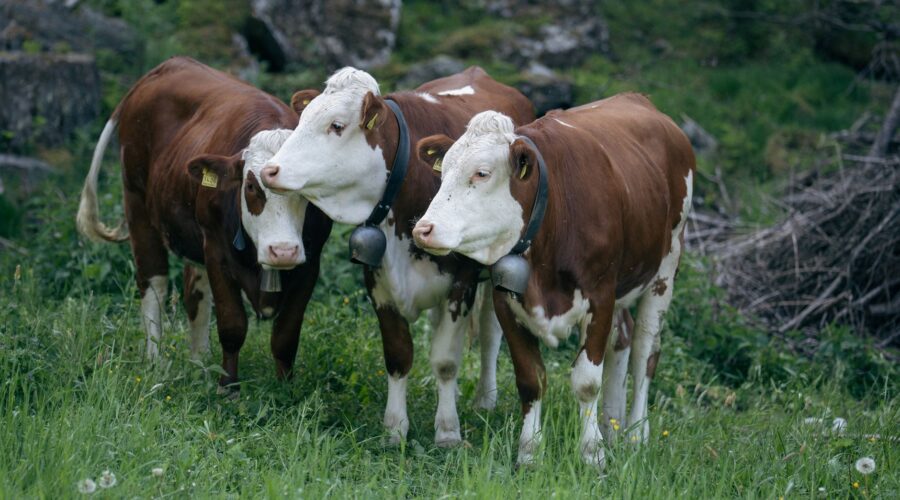 Vaca de Lata: Modernizing Cape Verdean Herding with Tech
