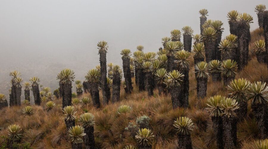 Ecology & Conservation: Cape Verde Islands Dry Forests