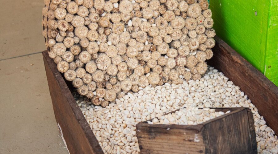 Cape Verde’s Seed Bank: Protecting Food Sovereignty
