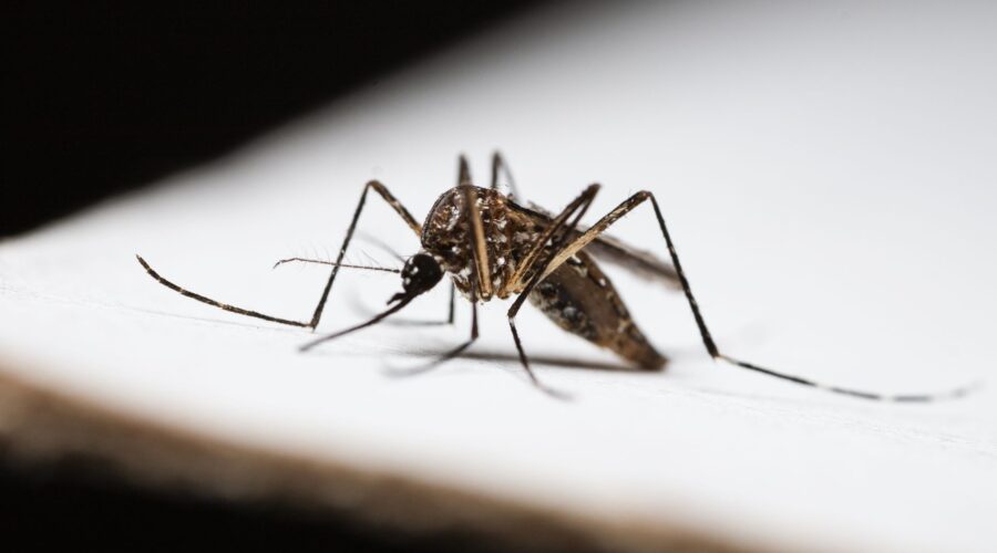 Cape Verde Malaria Cases Rise Despite Disease-Free Status