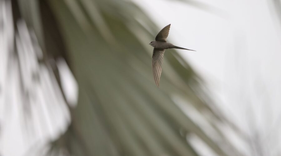 Alexander’s Swift: Cape Verde’s Endemic Aerial Acrobat