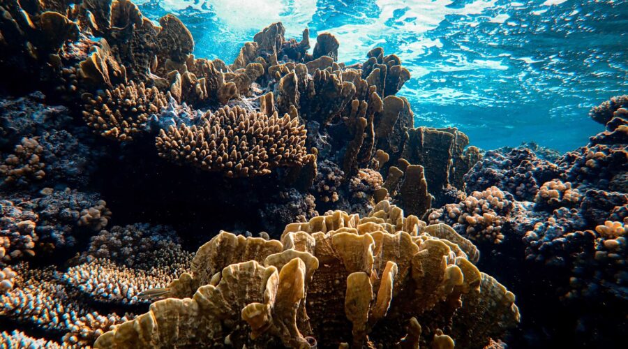 3D-Printing Coral Reefs: Cape Verde’s Marine Revolution