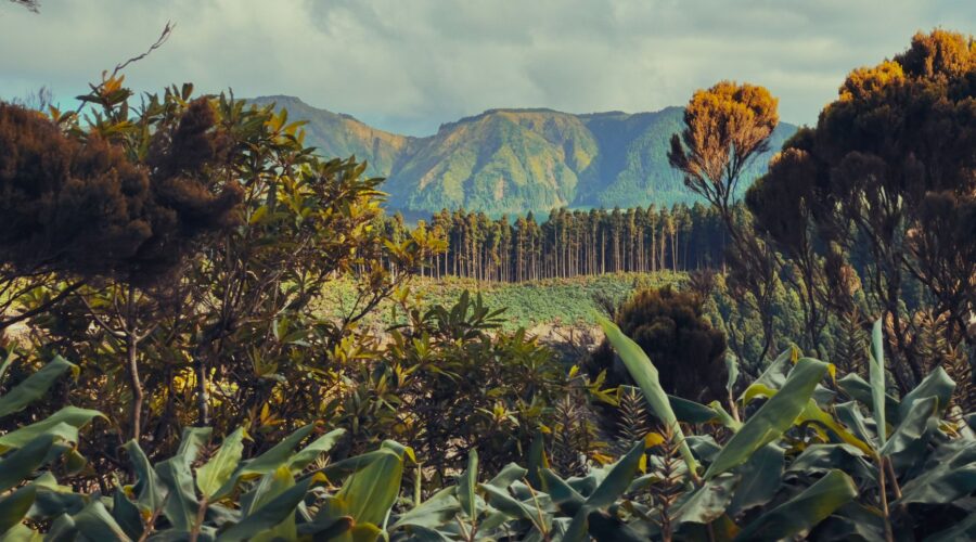 Banana Plantations of Santiago: Cape Verde’s Green Valleys
